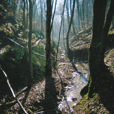 Der Buchswald