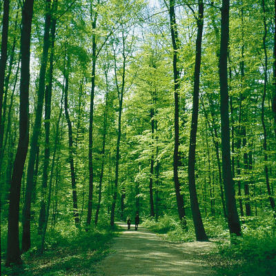 Der Buchswald