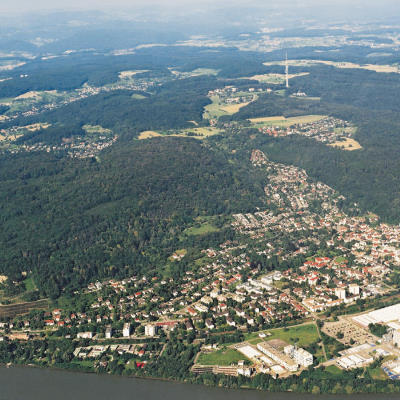 Der Buchswald