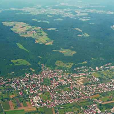 Der Buchswald