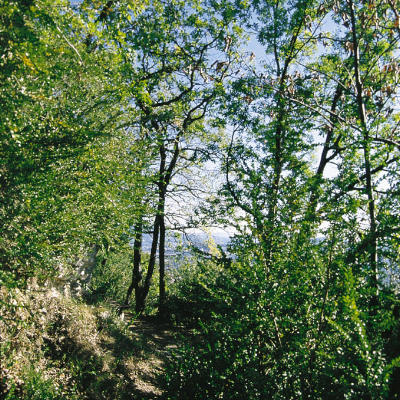 Der Buchswald
