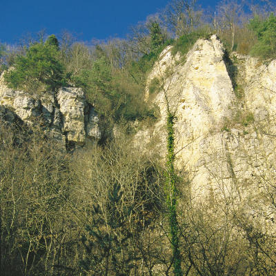 Der Buchswald