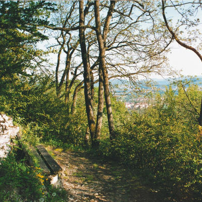 Der Buchswald