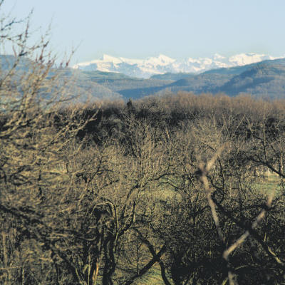 Der Buchswald