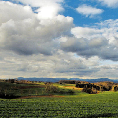 Der Buchswald